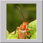 Cantharis livida - Weichkkaefer 05.jpg